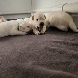 Labrador Retriever Puppies from Texas Finest English Labradors