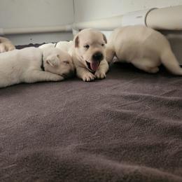 Labrador Retriever Puppies from Texas Finest English Labradors