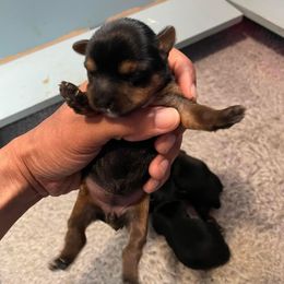 Rottweiler and Yorkshire Terrier Puppies from Superior Family Kennels