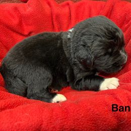 Bandit - White and black male Newfoundland puppy in Goodhue, Minnesota from Claypits Newfoundlands