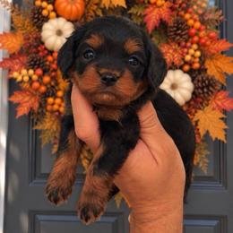 Limousin - Black and tan female Cavapoo puppy in Salt Lake City, Utah from SunnySide Mini Doodles