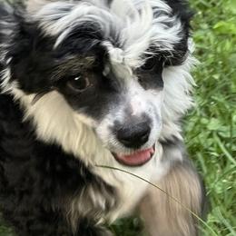 Chinese Crested Puppies from Windsong