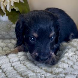 Atlas - Cream male Dachshund puppy in Jena, Louisiana from Amy’s Mini Doxies