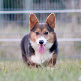 American Corgis, Border Collies, and Pembroke Welsh Corgis from Cowtown Corgis & Border Collies