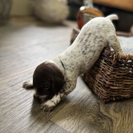 German Shorthaired Pointer Puppies from Bequest German Shorthaired Pointers