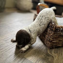 German Shorthaired Pointer Puppies from Bequest German Shorthaired Pointers