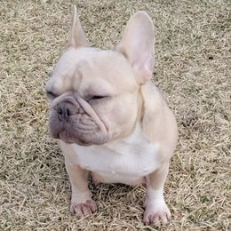 French Bulldogs from Texas Majestic Frenchies