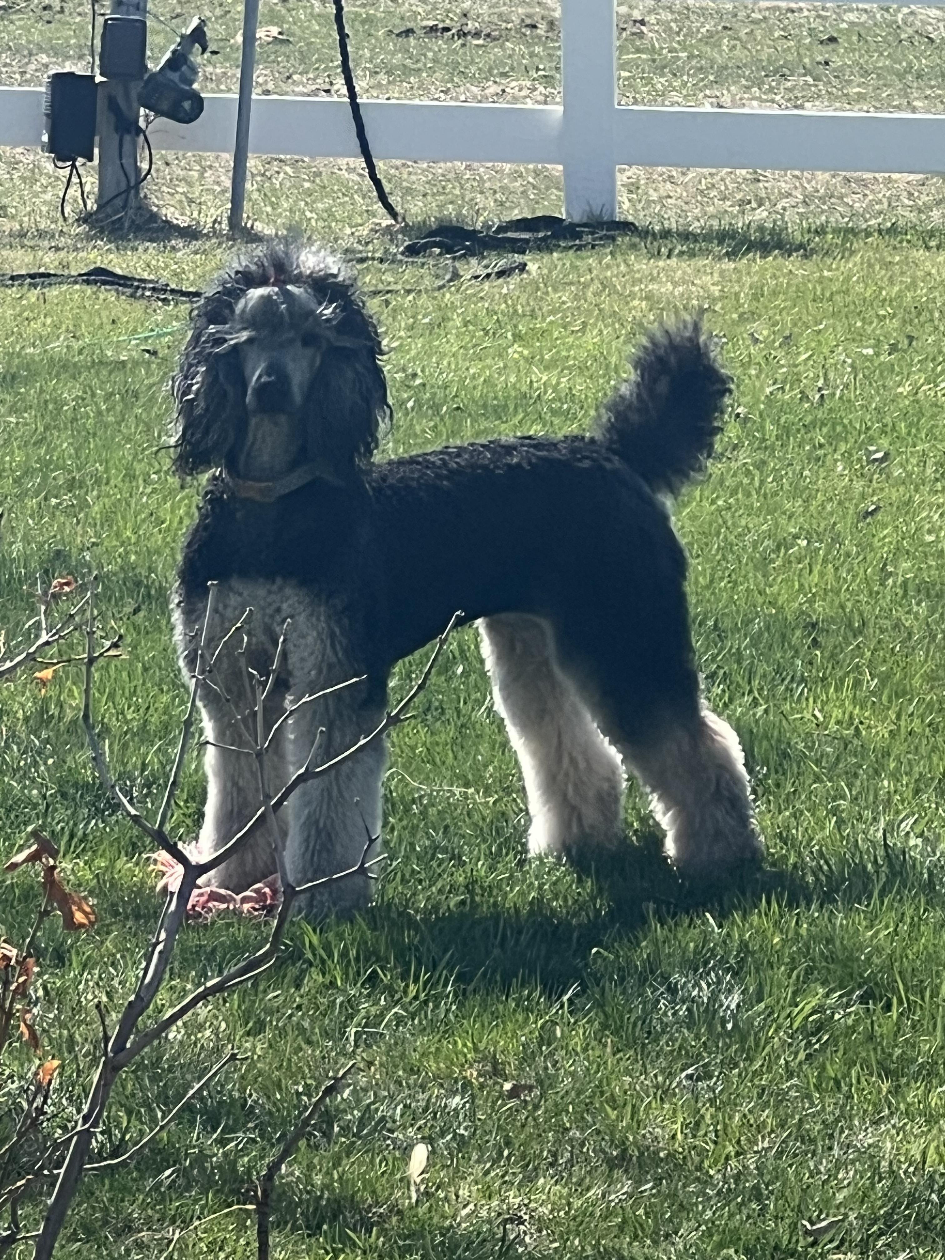 Ziva