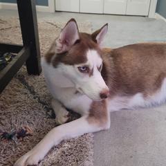 Zoya - Siberian Husky