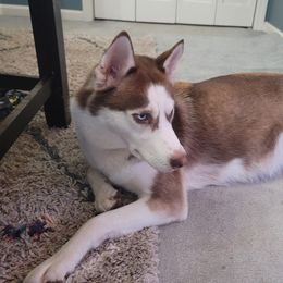 Zoya - Siberian Husky