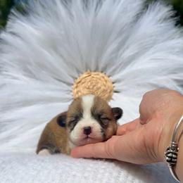 Coco - Red and white female American Corgi puppy in Florida from Sunrise Corgis