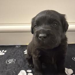 Kit Kat - Black female Labrador Retriever puppy in Eugene, Oregon from LakeHouse Labrador Retriever LLC