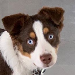 Jasper - Miniature Australian Shepherd