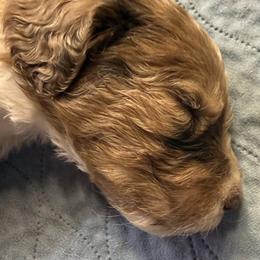 Zane - male Newfypoo puppy in San Antonio, Texas from Mammoth Doodles