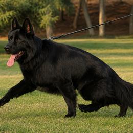 German Shepherd Puppies from Von Gonzalez Kennel