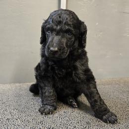 Boy 1 - Blue male Poodle puppy in Patterson, California from Paterson Poodles