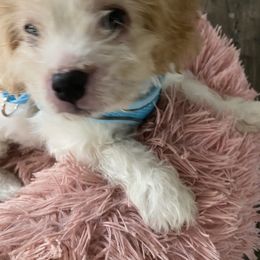 Cavachon Puppies from Clair’s Cavachon’s of Mid Coast Maine
