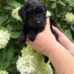 Deborah Franklin - Black female Poodle puppy in Fairfield, North Carolina from Leaning T Ranch