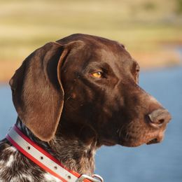German Shorthaired Pointer All Grown Up from Blue Hill Gun Dogs