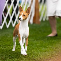 Kitty - Basenji