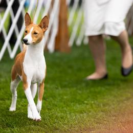 Kitty - Basenji