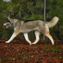 Siberian Husky puppies from Clover's Legacy Siberians