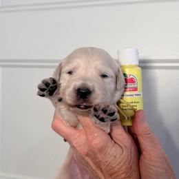 Girl 5 Yellow - Light golden female Golden Retriever puppy in Mc Minnville, Tennessee from Wishaw Whisky Golden Retrievers