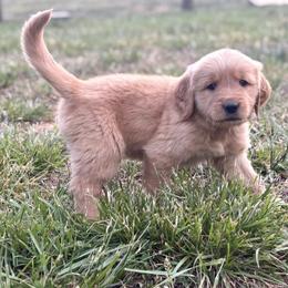 Black Collar Puppy - Golden male Golden Retriever puppy in Mill Spring, North Carolina from Carolina Breeders Family