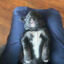 Maggie - Tri-color female Bernedoodle puppy in Arabi, Georgia from Huckadoodle Farm