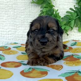 Dachshund Puppies from Cajun Coast Dachshunds