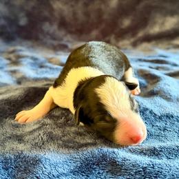 Tempest - Brindle female Border Collie puppy in Oroville, California from Coalcyn Kennels