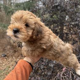 Yorkipoo puppies from Dorans Danes and Doodles