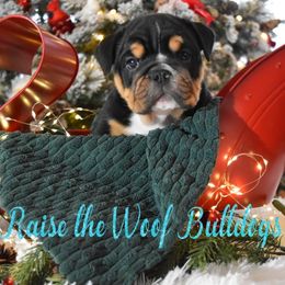 Stanley - Black tri-color male Bulldog puppy in Caledonia, New York from Raise The Woof Bulldogs