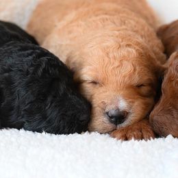 Goldendoodles from Monet’s High Desert Doodles