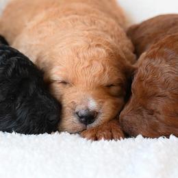 Goldendoodles from Monet’s High Desert Doodles