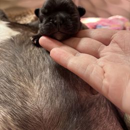 Baby Love - Brindle female French Bulldog puppy in Rayville, Missouri from Pelis French Bulldogs