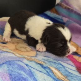 Girl 1 - Liver and white female Shih Tzu puppy in White Pigeon, Michigan from Kathys Yorkie and Shih-tzu Cuties
