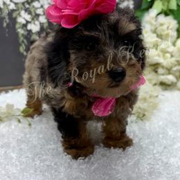 Fancy - Gray female Poodle puppy in West Plains, Missouri from The Royal Kennel