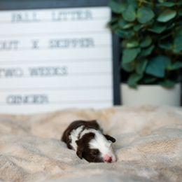 Labrador Retriever and Portuguese Water Dog Puppies from Hilltop Portuguese Water Dogs