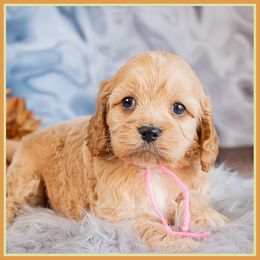 Serena - Red female Cockapoo puppy in Connersville, Indiana from Deaz Doodle Ranch