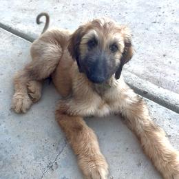 Prince Caspian (Green) - Red male Afghan Hound puppy in Cottonwood, California from California Royal Afghans