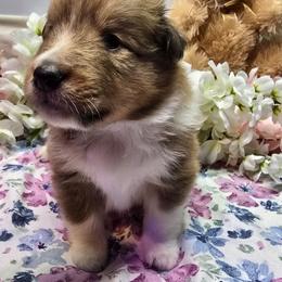 Patty - White and sable female Shetland Sheepdog puppy in Caldwell, Texas from Candyce Witte