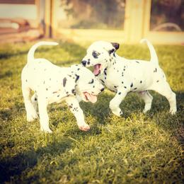 Dalmatian Puppies from Spotted Way Dalmatians