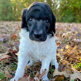 Apple - Parti female Poodle puppy in Travelers Rest, South Carolina from Cotton Top