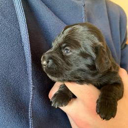 Girl 1 - Black female Dachshund puppy in Vinton, Iowa from Lerch Family Dachshunds
