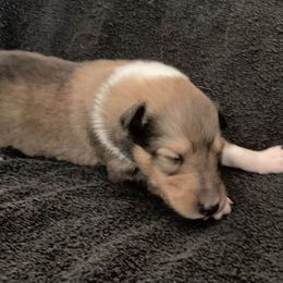 Alice - Sable and white female Collie puppy in Yulee, Florida from Three Collie Farm