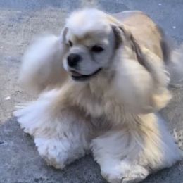Akira - Cocker Spaniel