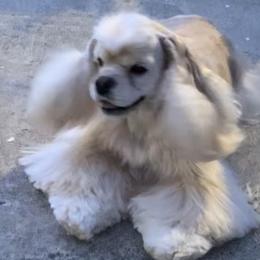 Akira - Cocker Spaniel