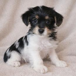 Austin - Parti male Yorkshire Terrier puppy in Mountain Grove, Missouri from Precious Puppies