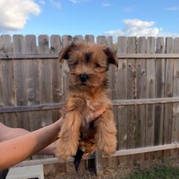 Biscuit - Sable male Yorkshire Terrier puppy in Beulaville, North Carolina from Sunset Ranch